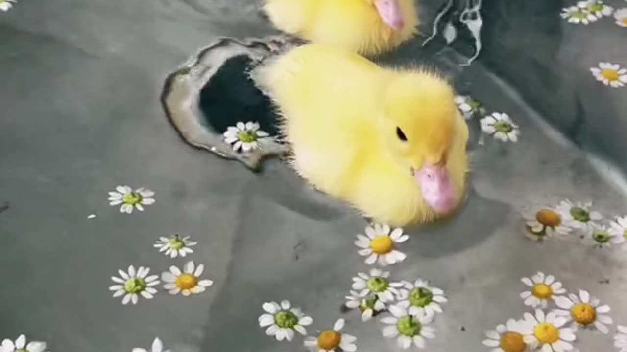 Duck swimming 🦆😂😍