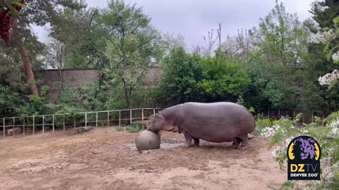 Mahali the Hippo Enjoying the Rain
