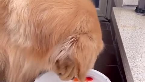 The dog has been protecting his favorite fish.