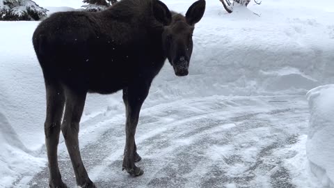 Knock Knock Moose