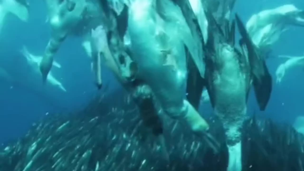 Brave bird dive n eat fish