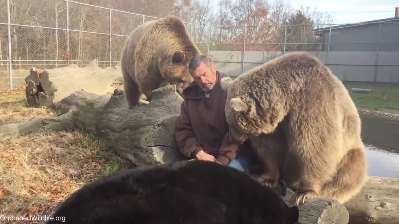 Hombre pasa el rato con osos huérfanos