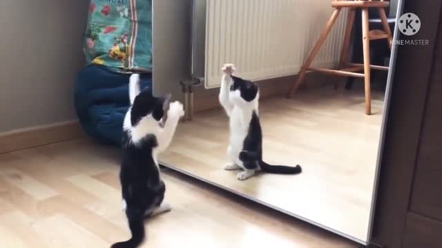 Funny cat And mirror video funny videos what's AAP video