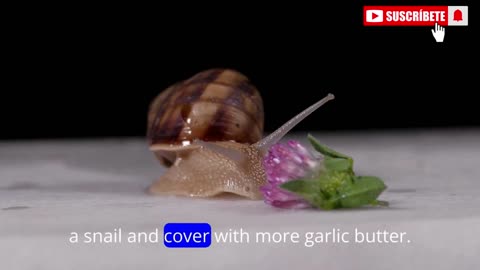 TRADITIONAL ESCARGOTS FRENCH RECIPE