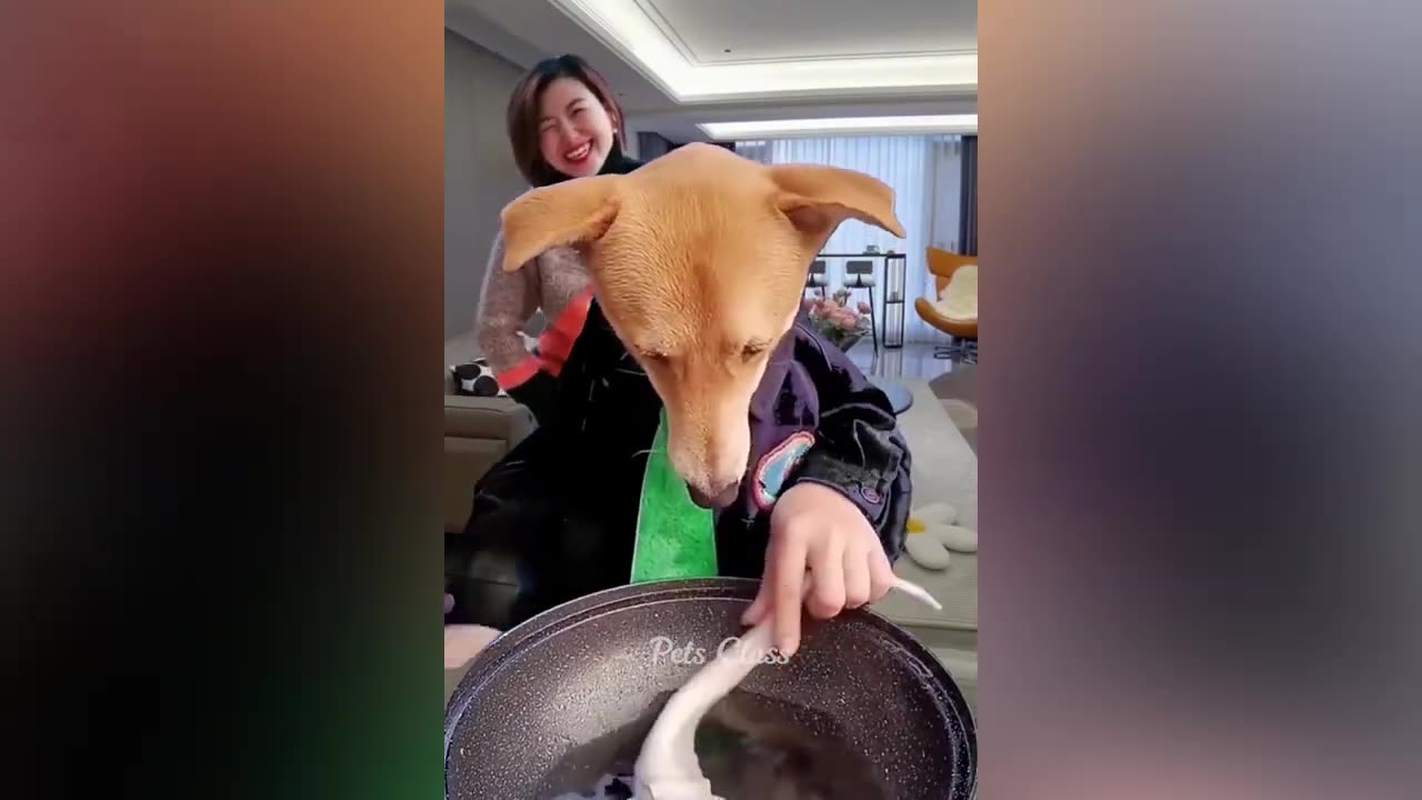New Funny Animals 😂 Funniest Dogs and Cats Videos 😺🐶