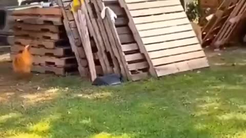 A Dog and Chicken playing a Funny Game😂