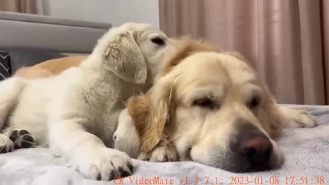 Puppy Wakes Up a Golden Retriever