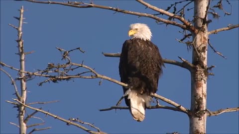 All About Bald Eagles for Kids: Animal Videos for Children - FreeSchool