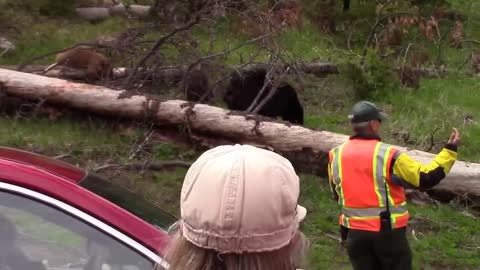 Bear Spray Used On Bear in Yellowstone National Park