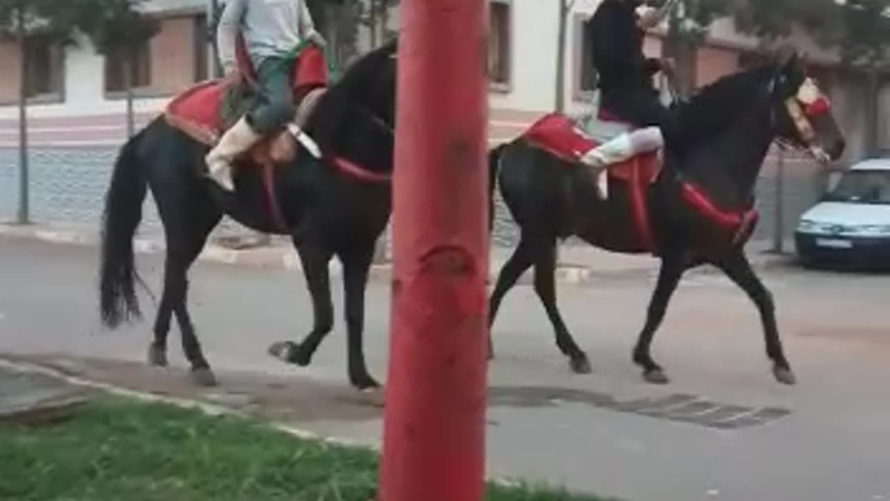 Cheval traditionnel en parade