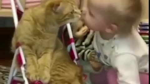 Funny Cat videos 😺