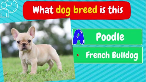 Can you identify 50 dog Breeds?