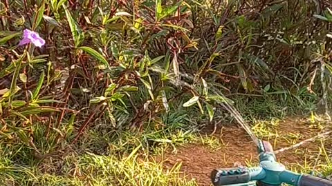 Morning In the Garden