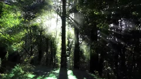 BEAUTIFUL NATURAL VIDEO