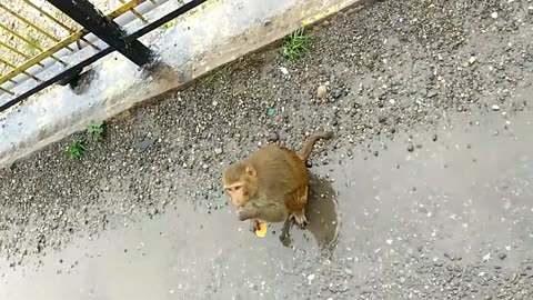 Fun with cute monkey