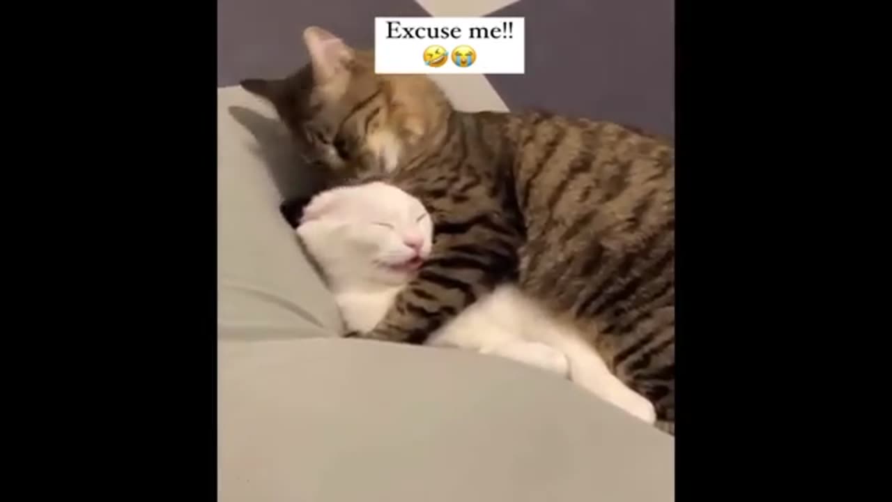 Funny Cat video