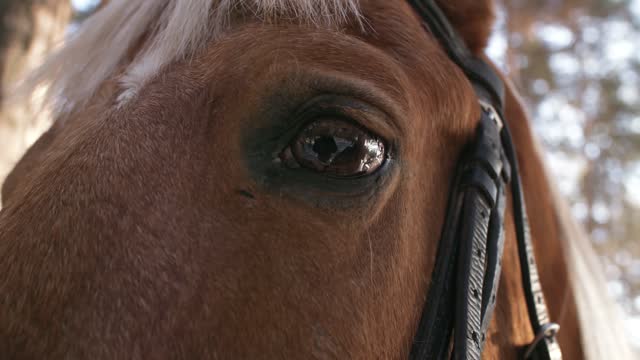 Close-Up View Of An Eye Of A Horse With Reflection .