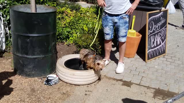 Cute Little Dog Swims In Big Dogs Bowl