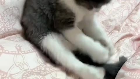 Funny cat videos 😹 🤣