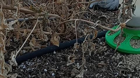 Quail Enjoying the Greenhouse