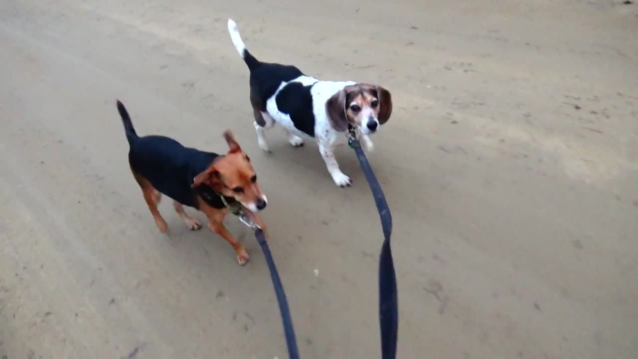 Clarabelle and Bandit