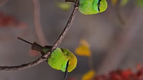 Wildlife & Funs