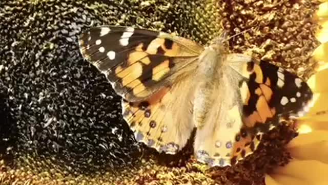 Butterflies crape myrtle