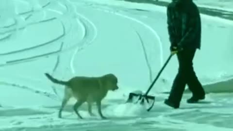 funny animal video's