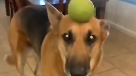 Try not to laugh🤣