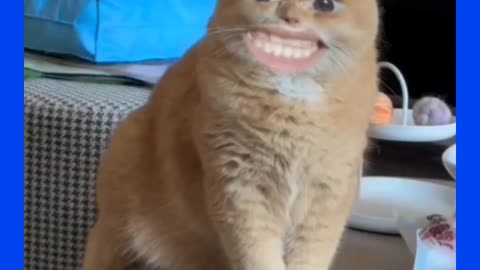 funny animals 😺 and all over vide