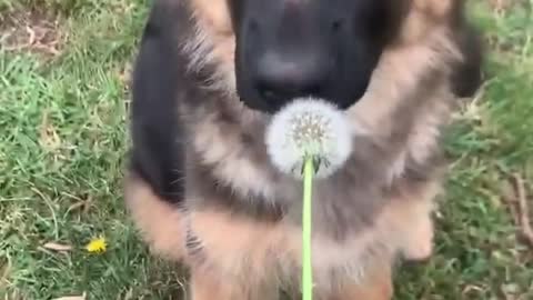 Just A Cute Dog Being Cute