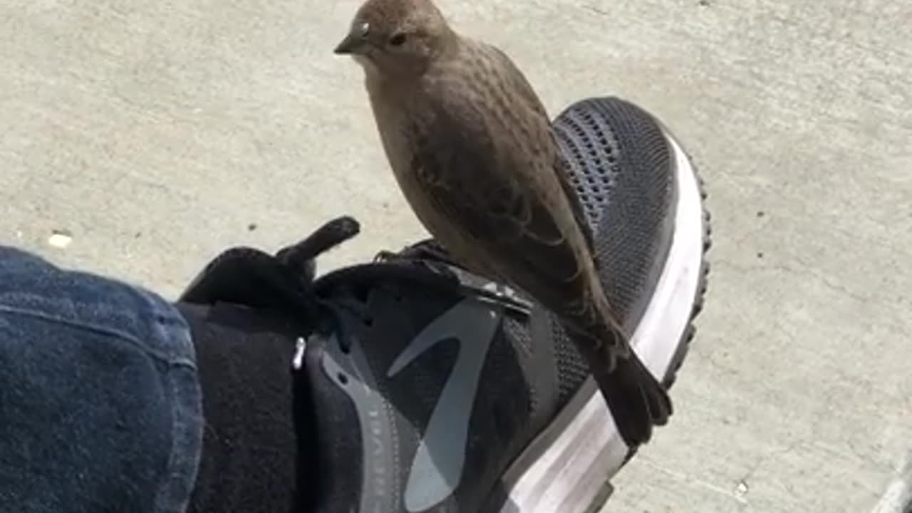 Cockatiel singing parrot singing funny animals funny birds