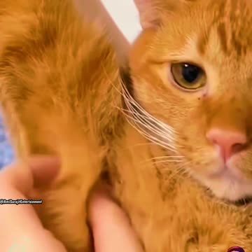 Amar_Chulkache_🤣__Animal_Funny_Video_Short_🤣__Animal_Funny_Moment