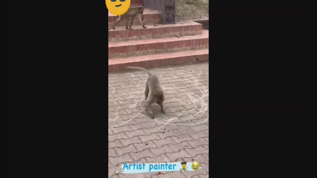 Monkey funny 🐒 funny video