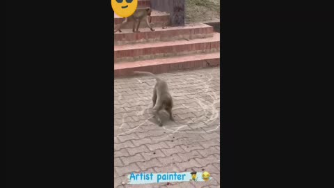 Monkey funny 🐒 funny video