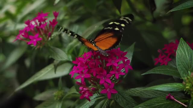 Black And Orange Butterfly On Pink Flowers