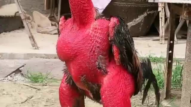 Have you ever seen a chicken that's red and hairless
