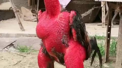 Have you ever seen a chicken that's red and hairless