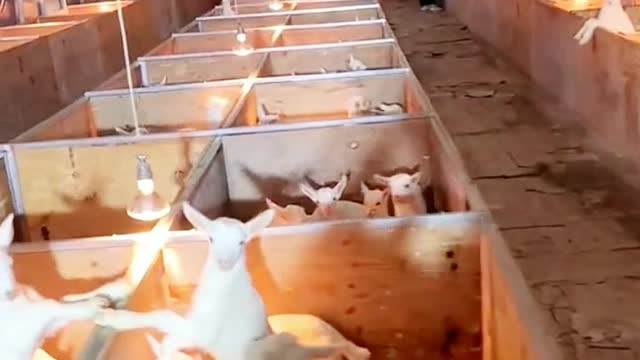 Look at the beautiful baby goat's