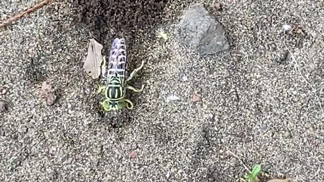 Insect covering its nest