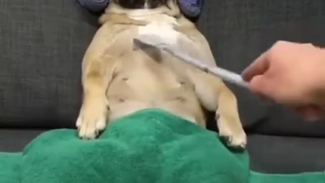 This dog is relaxed when it gets scratched by its master he is very happy