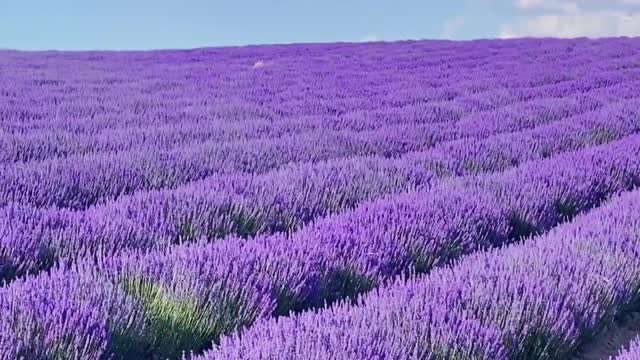 I want to wake up in this flower sea every day.