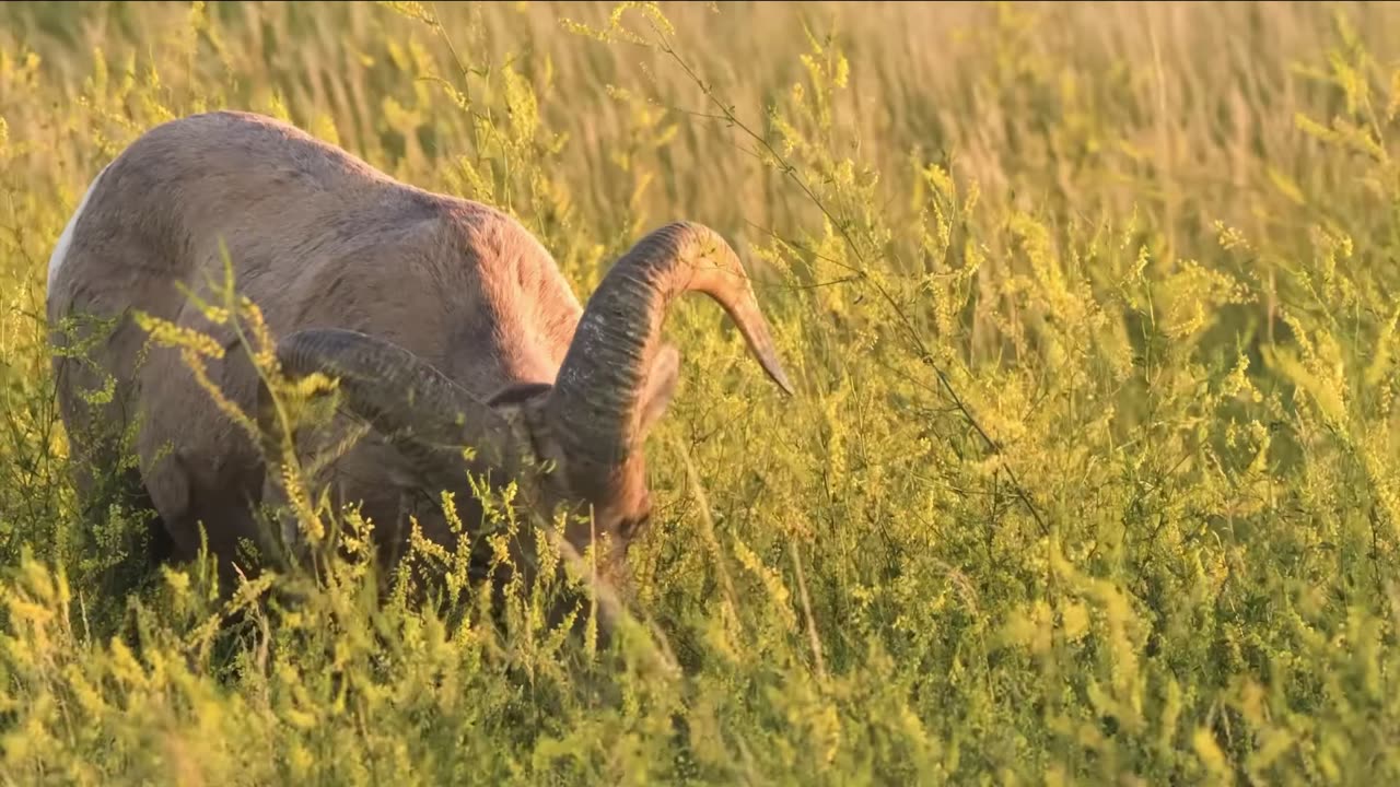 Ultimate Wild Animals Collection in 8K ULTRA HD