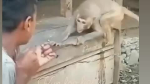 Monkey kicked the boy