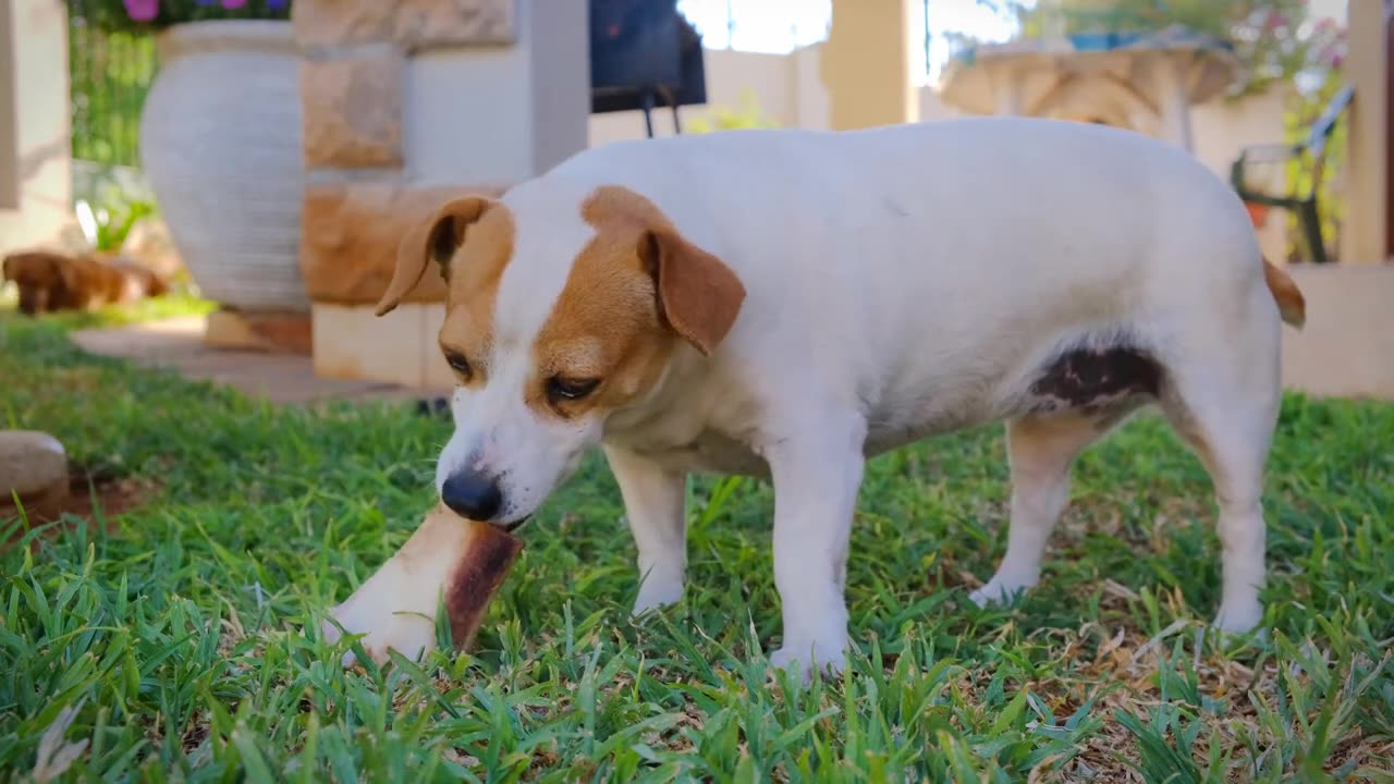 dogs free