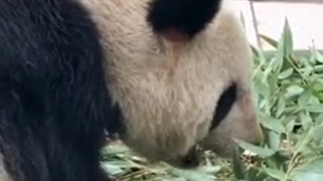 How does a panda eat bamboo