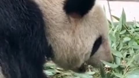 How does a panda eat bamboo