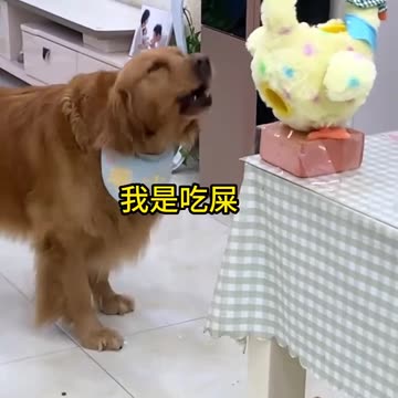 DOG AND CHICKEN FUNNY VIDEOS