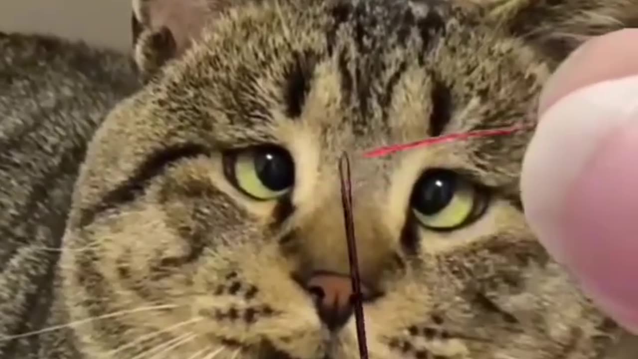 Cat-tastically Funny: Hilarious Cat Fails & Silly Kitty Antics!