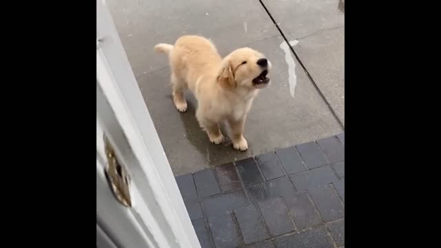 Cute and Funny Cat Dog